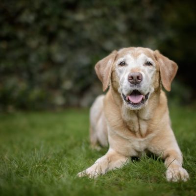 Private Dog Cremation - Large Breed (30 - 45kg)
