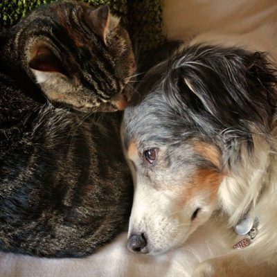 Private Pet Cremation Service