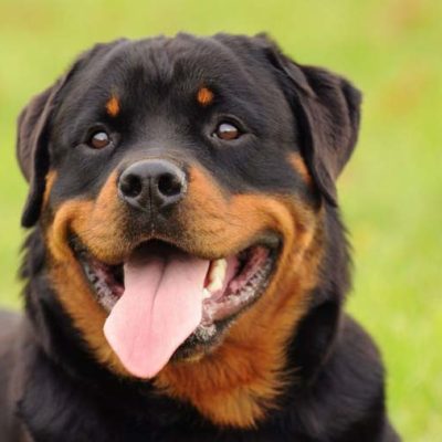 large dog cremation