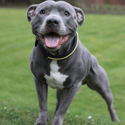 Private Dog Cremation - Medium Breed (15 - 30kg)