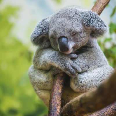Koala - Private Cremation