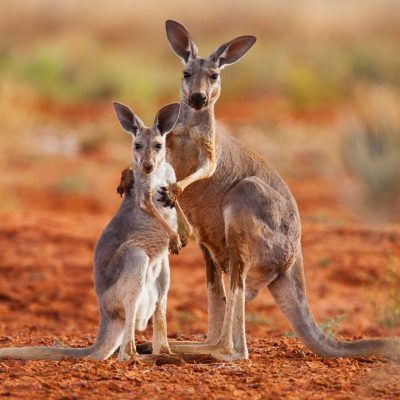 Kangaroo / Joey - Private Cremation