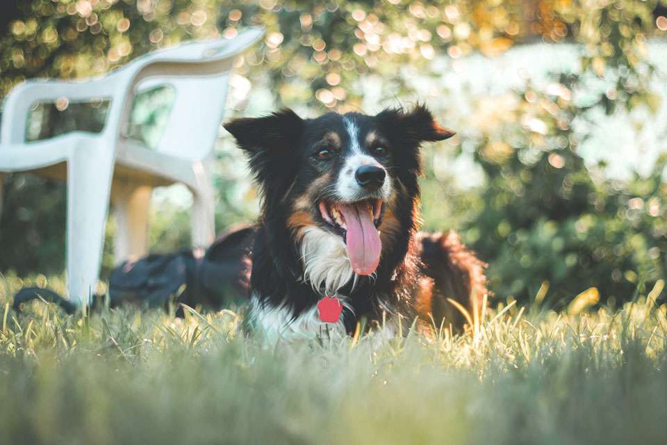mobile vet euthanasia perth